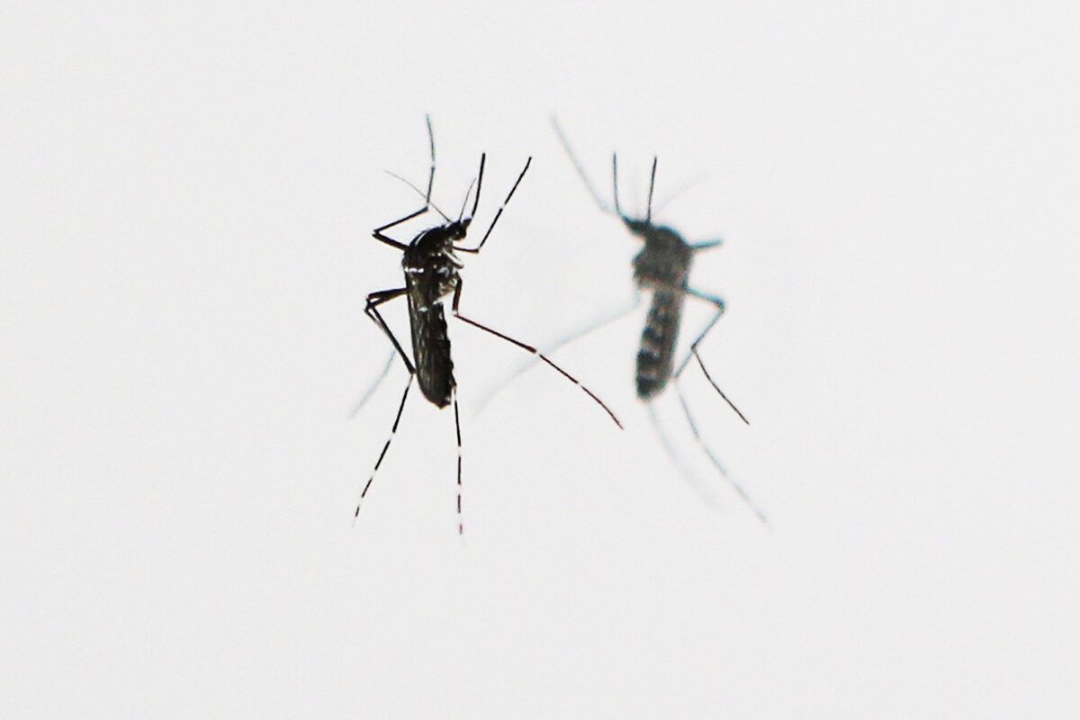 An Asian Tiger mosquito is pictured, on September 29, 2015 in Nice, Southeastern France.