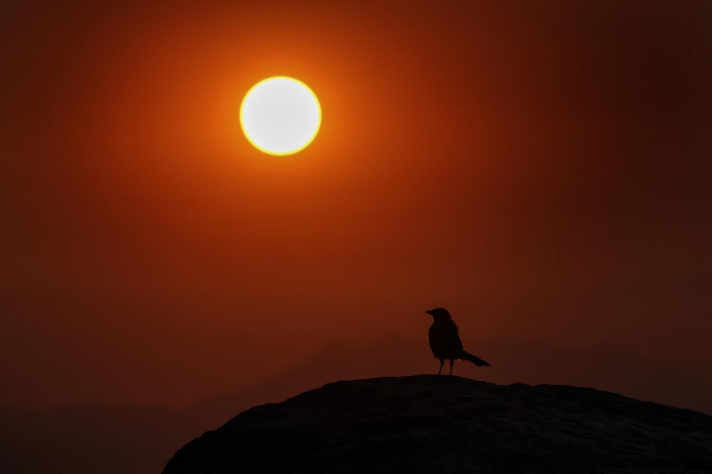 A bird perches on a rock Saturday morning at a lookout on Ortega Highway.