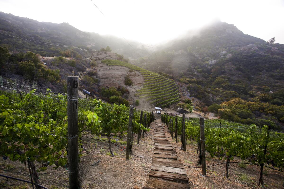 A view of a vineyard owned by Ruth and David Gomez in Malibu on August 23, 2014.