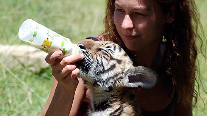 Kim Hiltrop, a veterinary nurse, feeds a tiger cub after some boisterous playtime. The cub, born at the South African reserve of Laohu Valley, is the first South China tiger born outside China.
