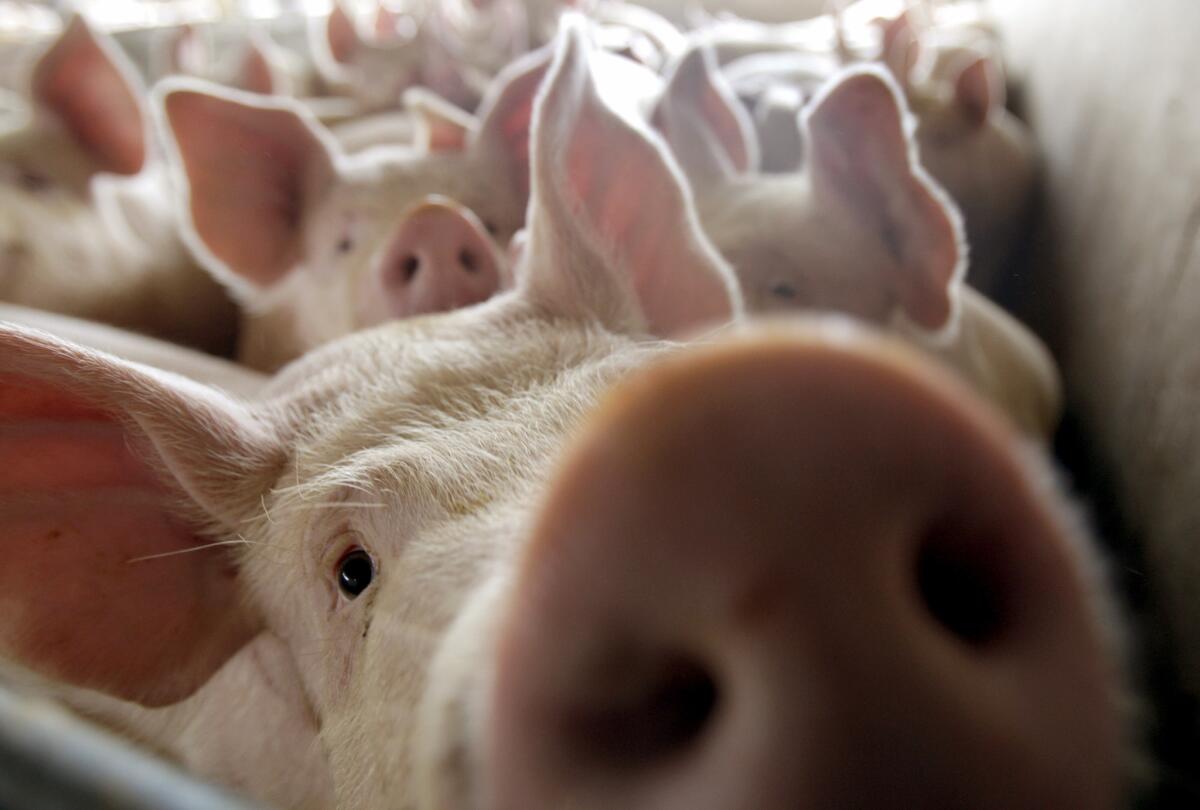 Antibiotic sales to livestock operations rose in 2011.