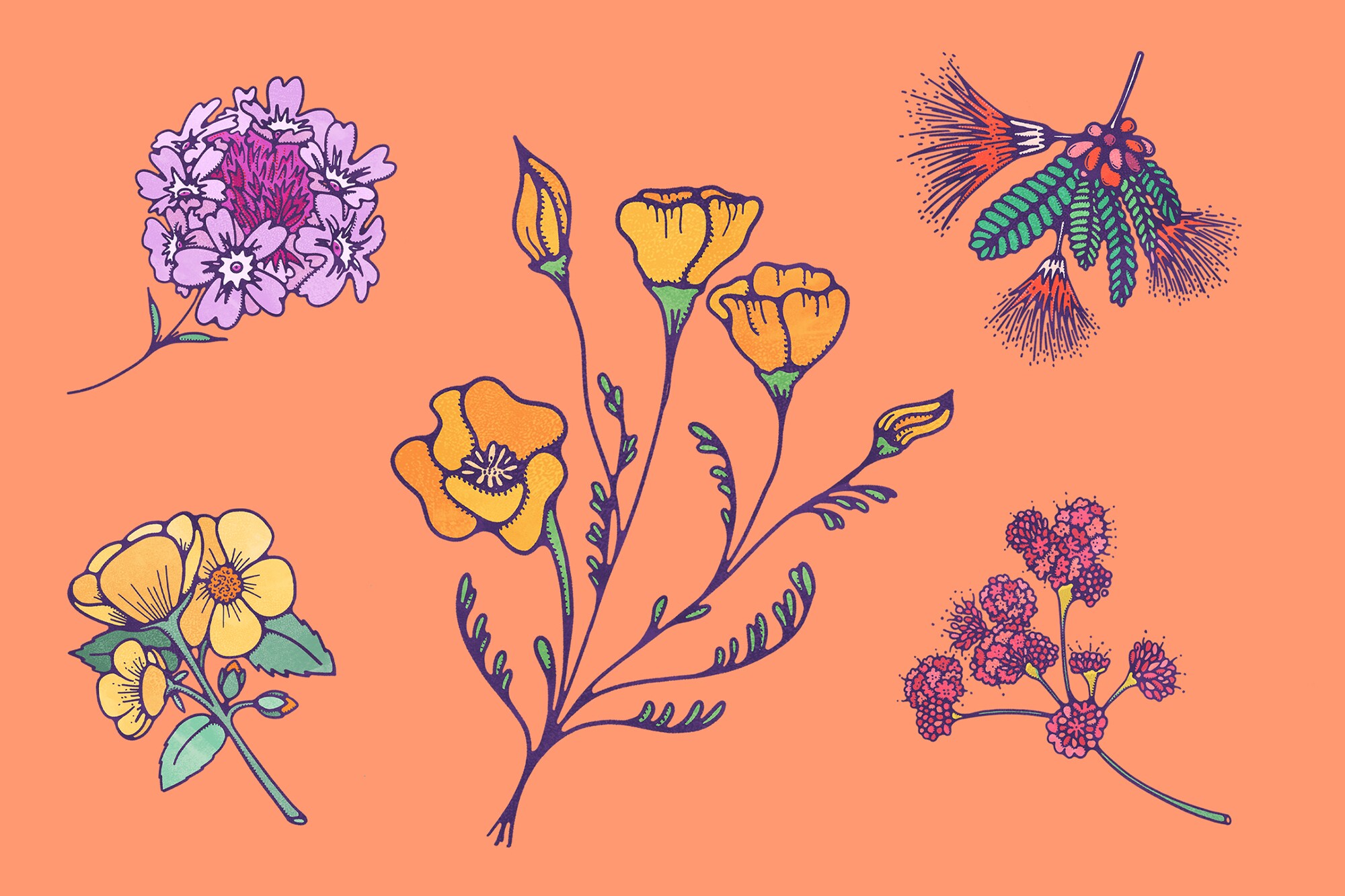 Illustration of five native plants.