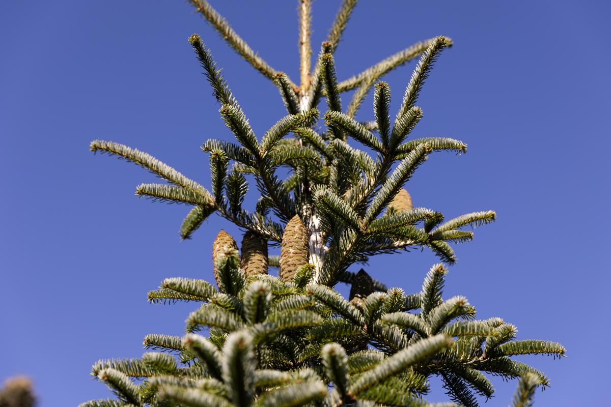 A fir tree sprouts cones on a Christmas tree farm.
