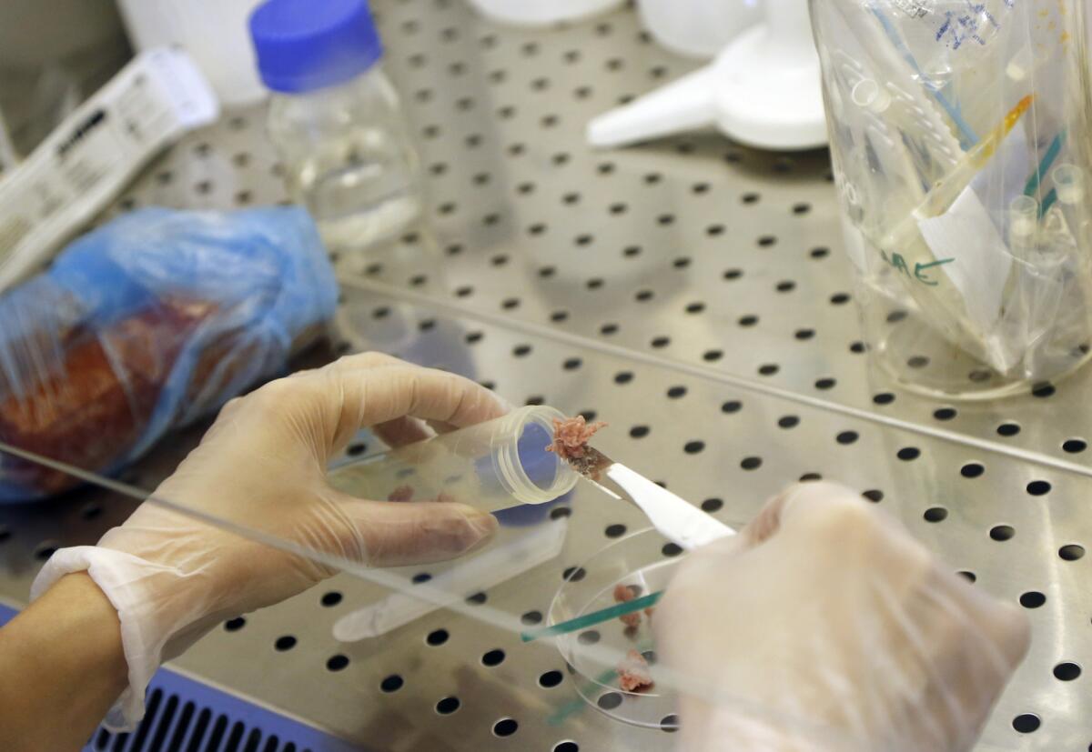Food samples are tested for traces of horse meat at a veterinary laboratory in Prague, Czech Republic, in February.