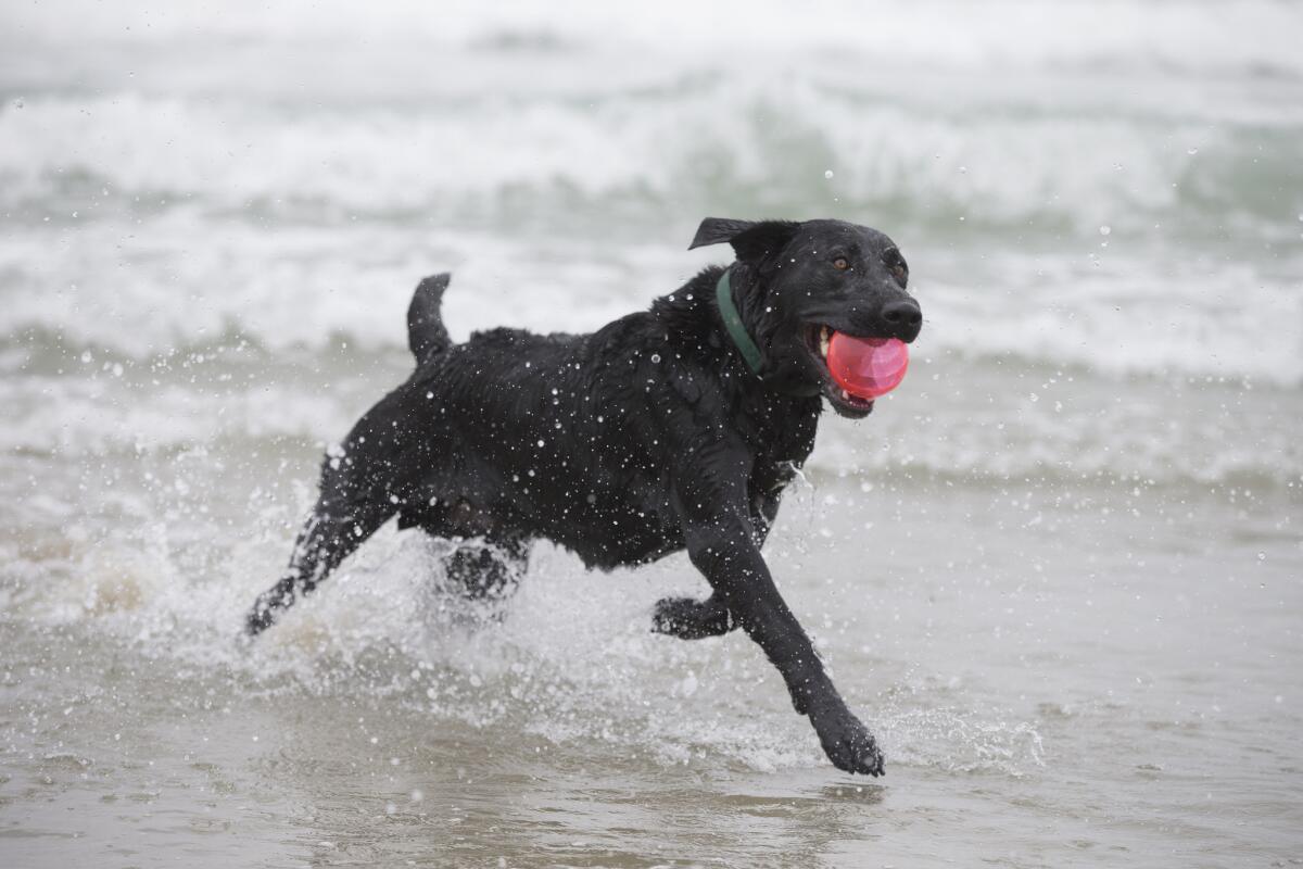 According to the American Kennel Club, the Labrador retriever ranked as the most popular dog breed in the U.S. in 2014.