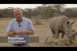 Northern white rhinos on the brink of extinction