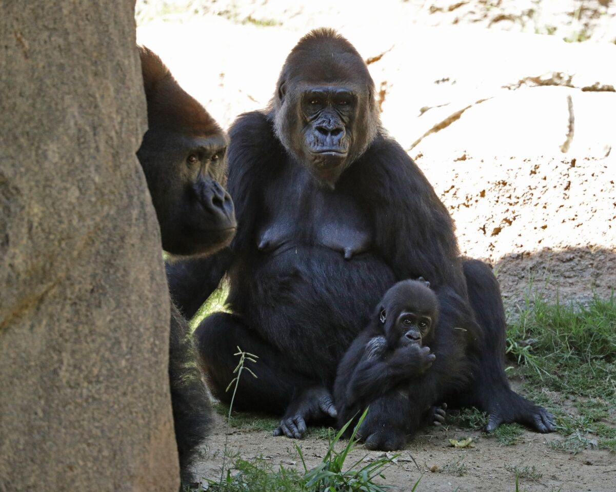 A western lowland gorilla family