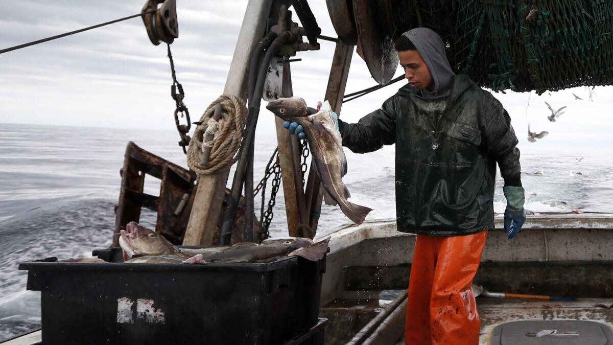 Elijah Voge-Meyers fills a crate with cod on a trawler off the coast of Hampton Beach, N.H., on April 23, 2016.