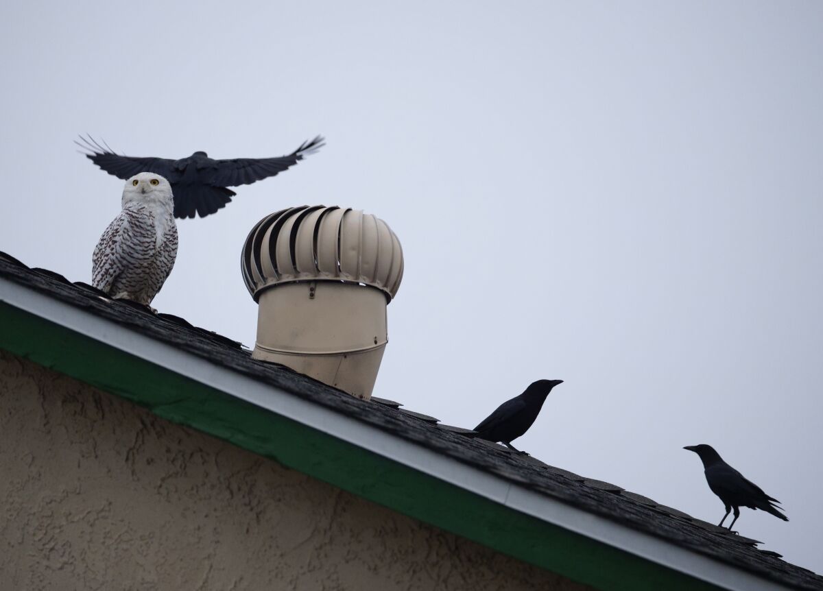 Crows harass a snowy owl as it perches on a home in Cypress.