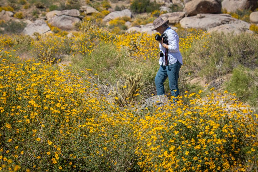 Wildflowers carpet Anza-Borrego Desert State Park. Recent rainfalls have led to an abundance of color.