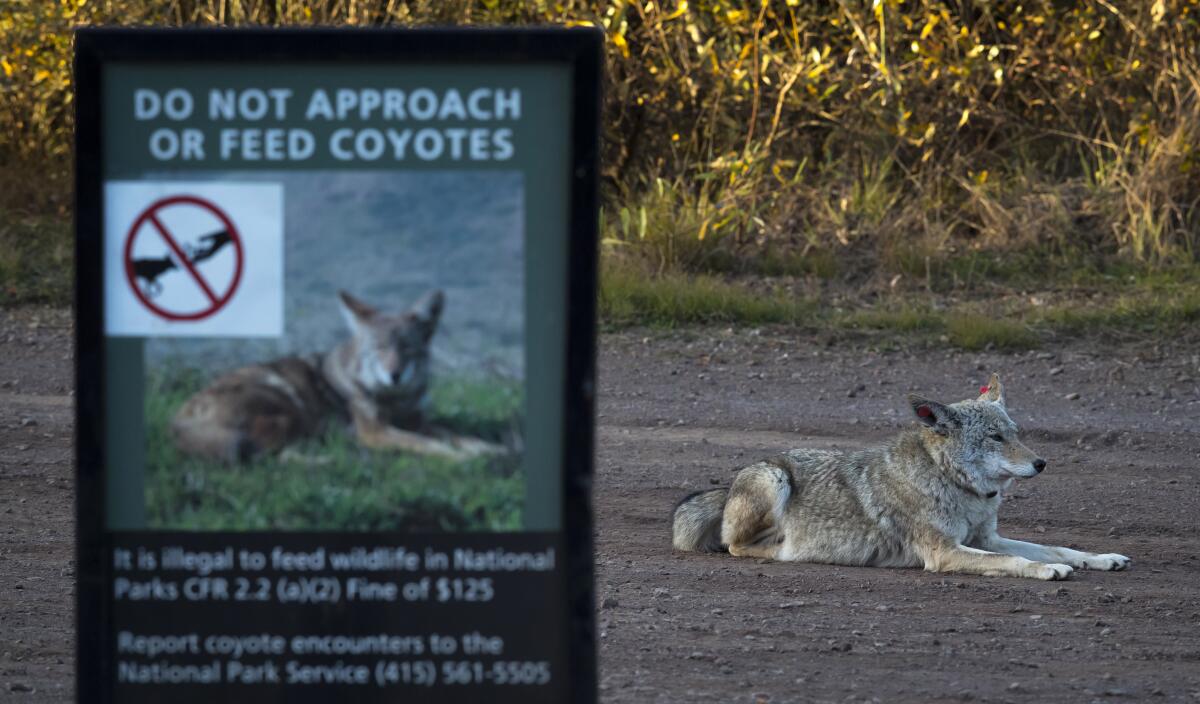 A coyote that has been tagged and collared 