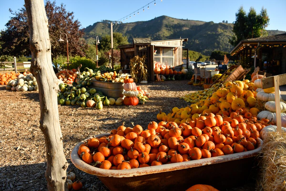 Pumpkins are stacked here and there on the rustic setting of Earthbound Farms, Carmel Valley.