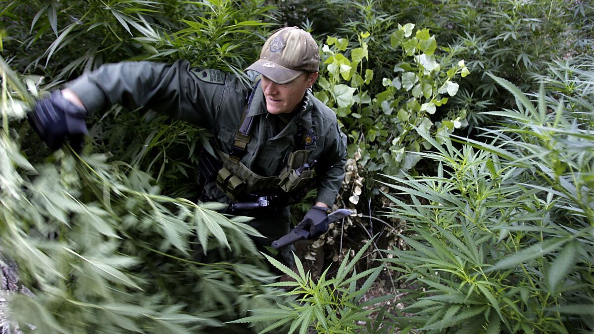 A warden with the California Department of Fish and Wildlife hacks down marijuana plants found growing in a deep ravine in the Sierra Nevada foothills.