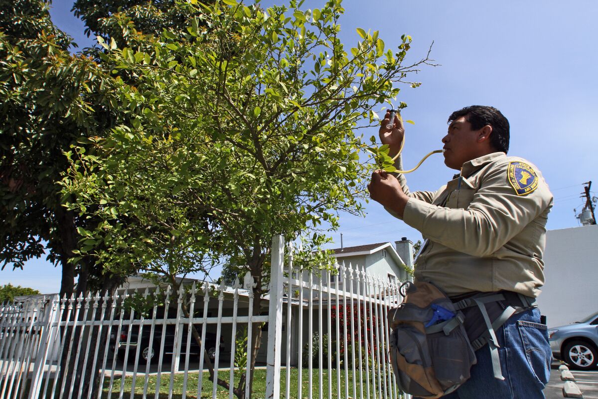 Hector Verduzco uses a vaccuum contraption to collect Asian citrus psylid.