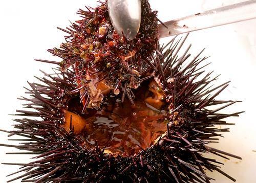 Sea urchin, step2
