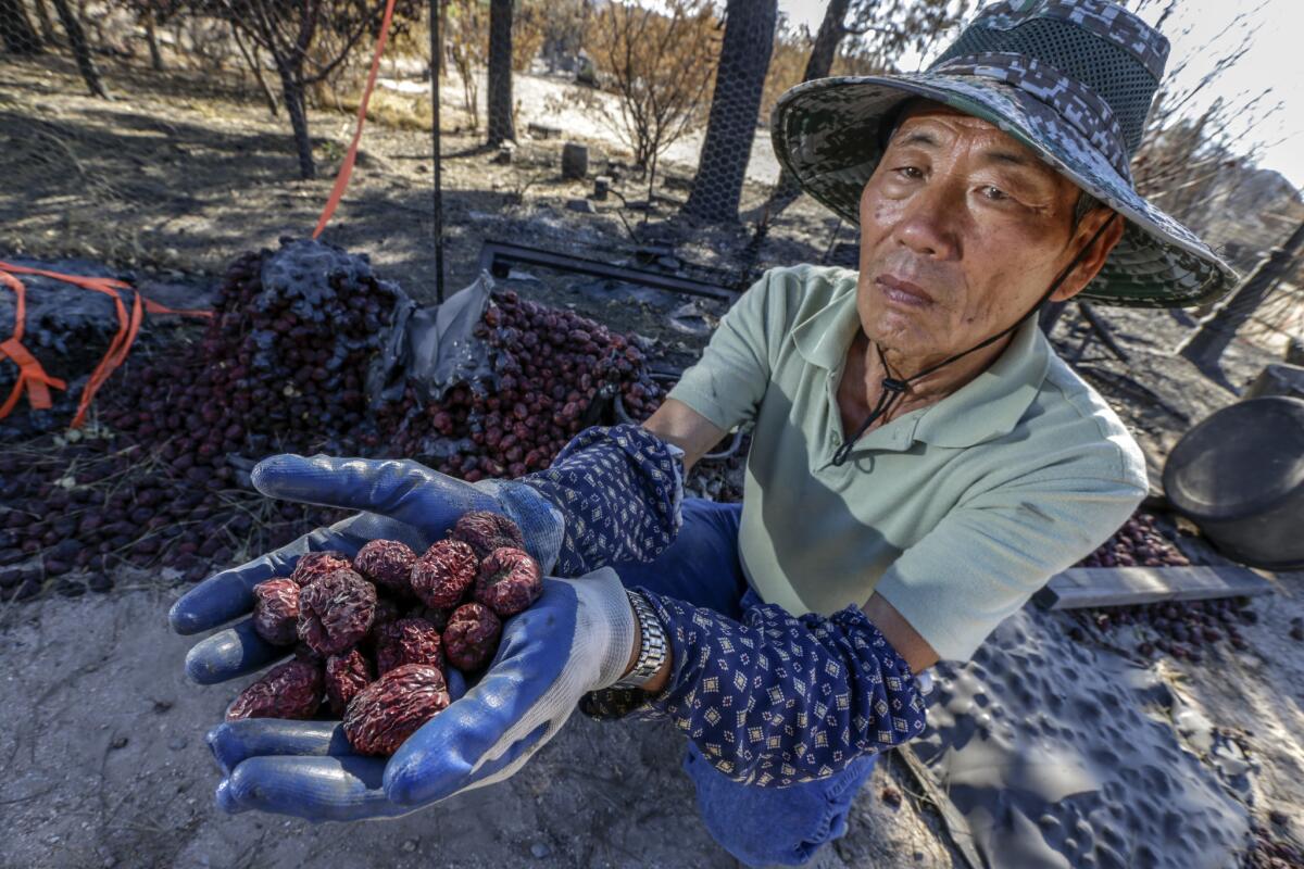Jong Ku Kim, 75, holds a handful of dried jujube damaged by the heat and flames of the Blue Cut fire that also destroyed more than half of his 1,000 jujube trees.