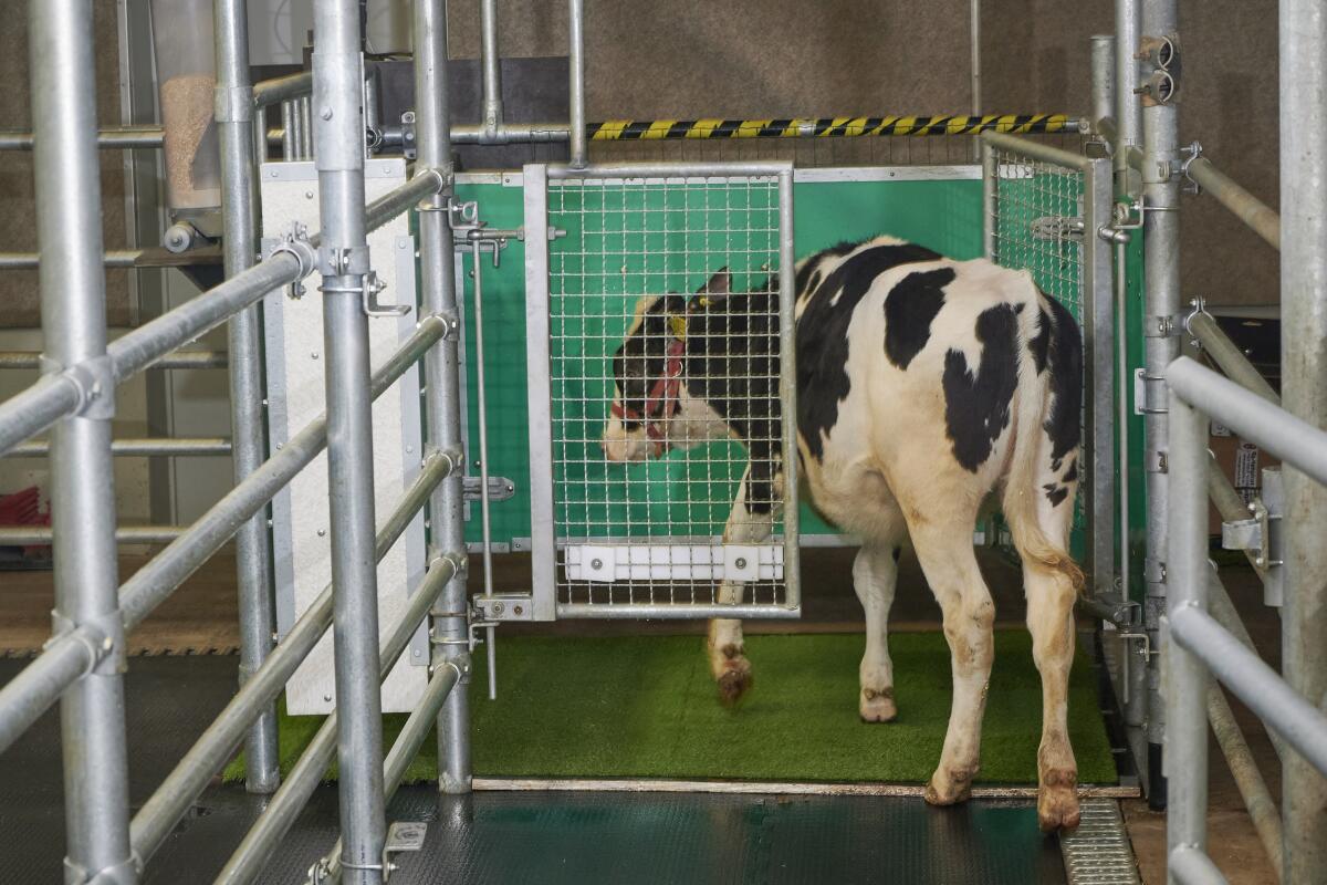 In this undated photo provided by the Research Institute for Farm Animal Biology in Dummerstorf, Germany in September 2021, a calf enters an astroturf-covered pen nicknamed "MooLoo” to urinate. The scientists, mimicking the process of putting a toddler on the potty until he or she has to go, put the cows in and waited until they urinated and then gave them a reward: a super sweet liquid of mostly molasses. (Thomas Häntzschel/FBN via AP)