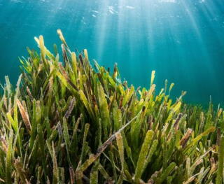 The Saya de Malha in the Indian Ocean is one of the largest submerged seagrass banks in the world.