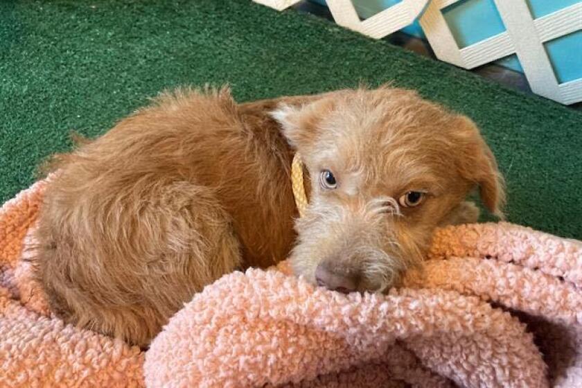 A small light-brown puppy lays on a pink blanket looking scared.