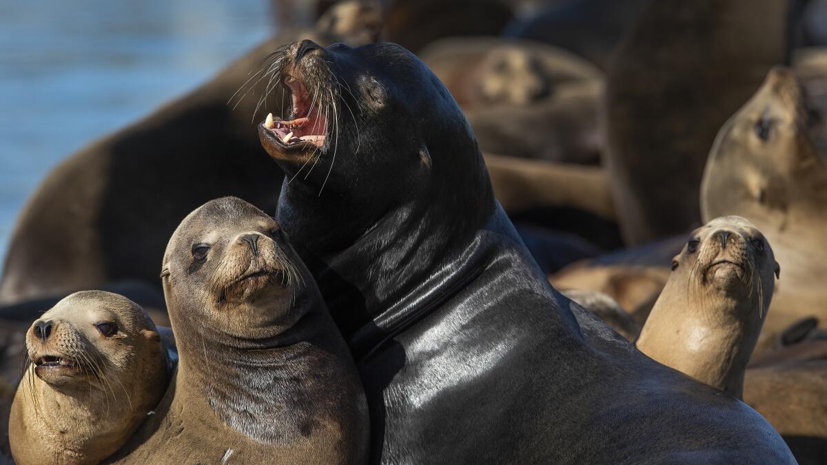 Bay Area loves its California sea lions. No so down south - Los Angeles  Times