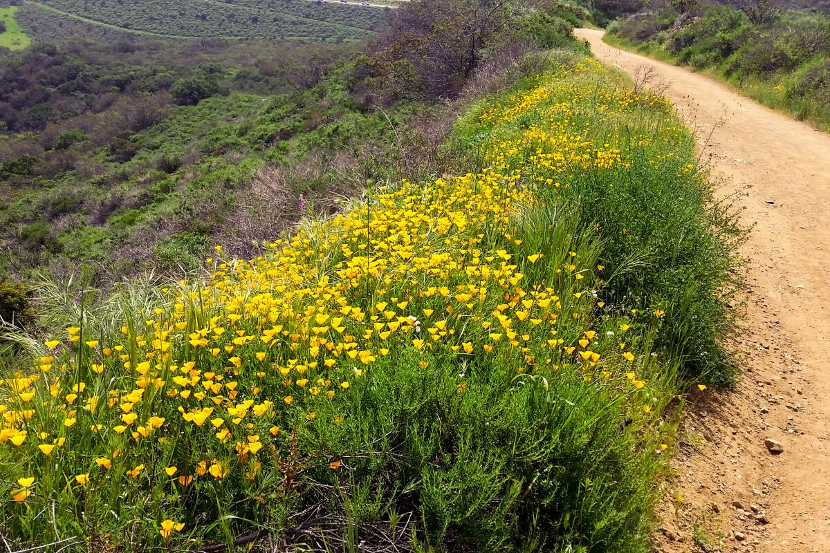 a dirt trail lined with yellow wildflowers