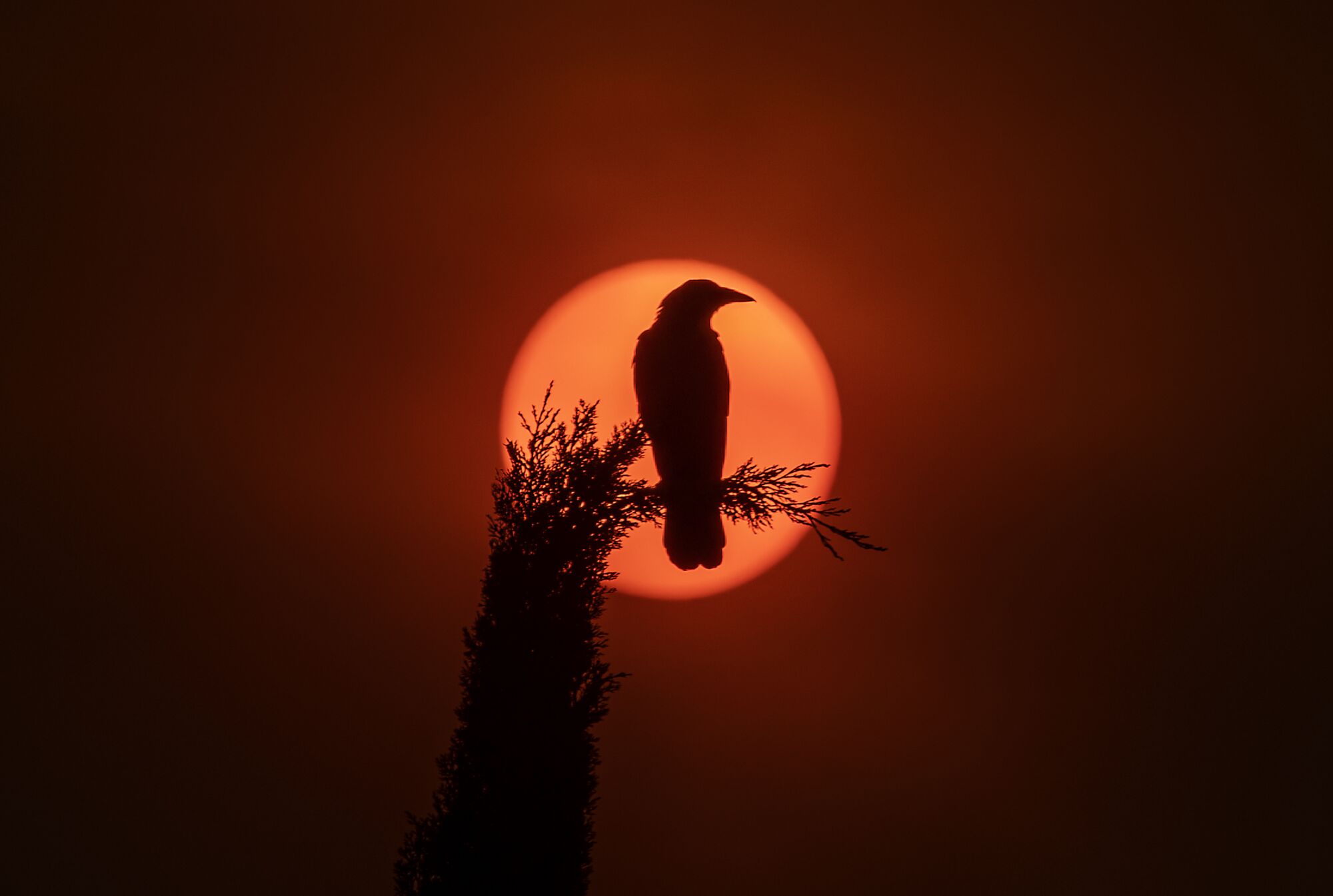 A crow sits on a cypress tree silhouetted by the sun. 