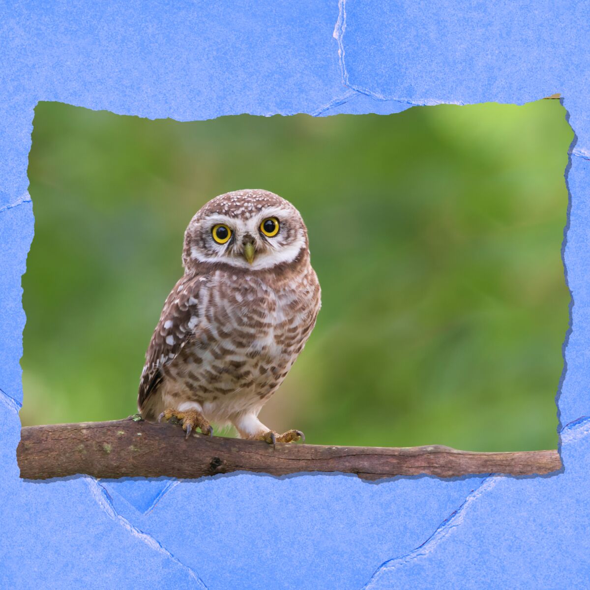 Closeup of an owl on a branch.