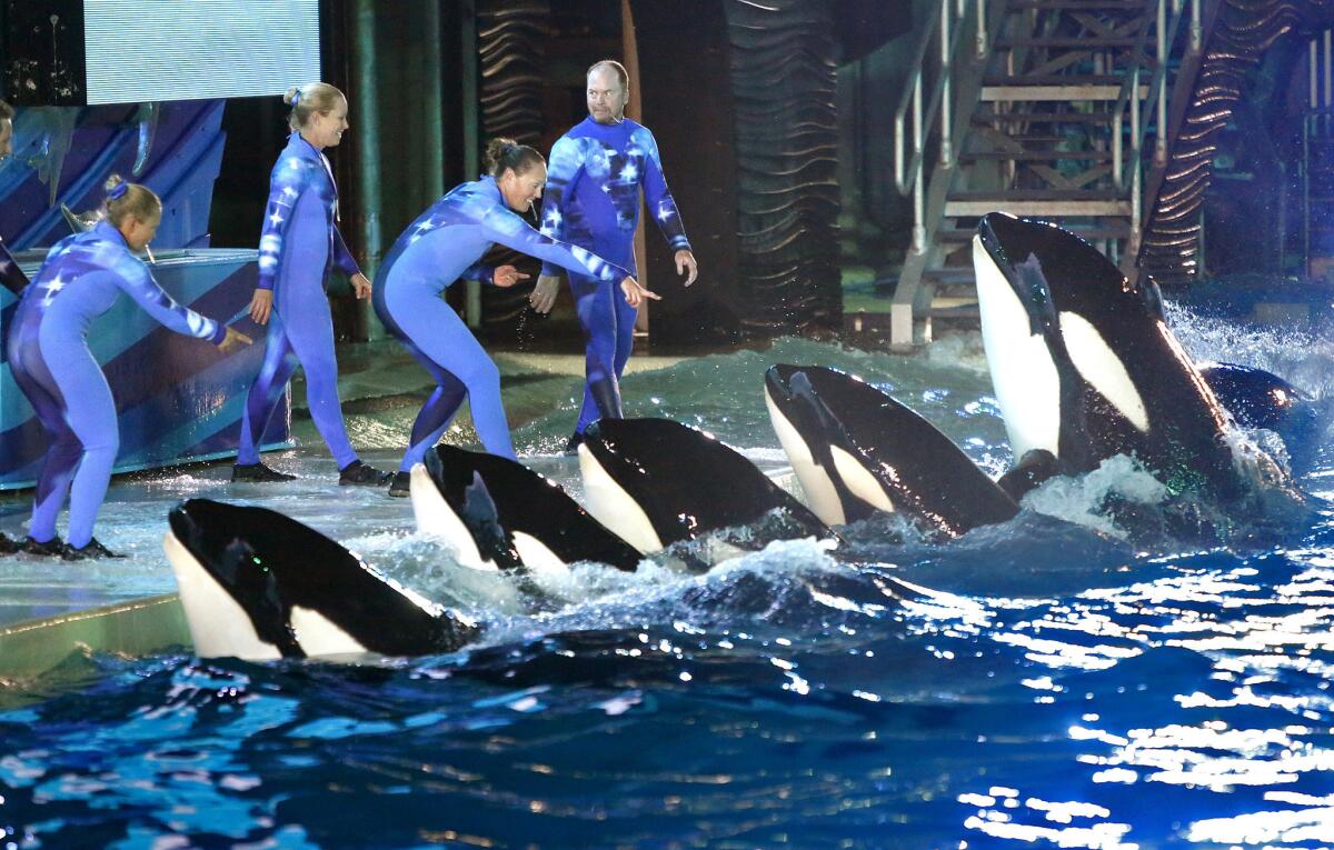 During a performance at Shamu Stadium, trainers direct killer whales at SeaWorld San Diego. Trainers have been kept from the water since the 2010 death of an orca trainer at SeaWorld in Florida.