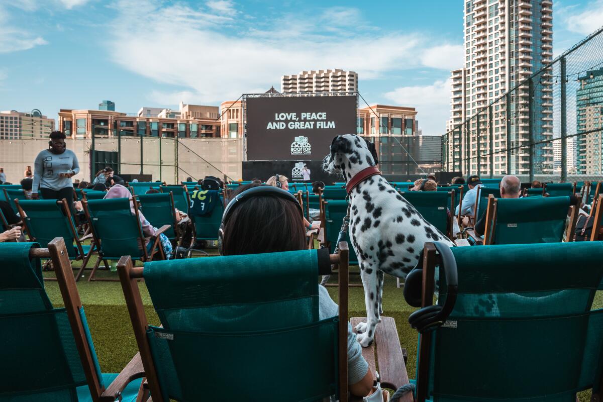 Rooftop Cinema Club