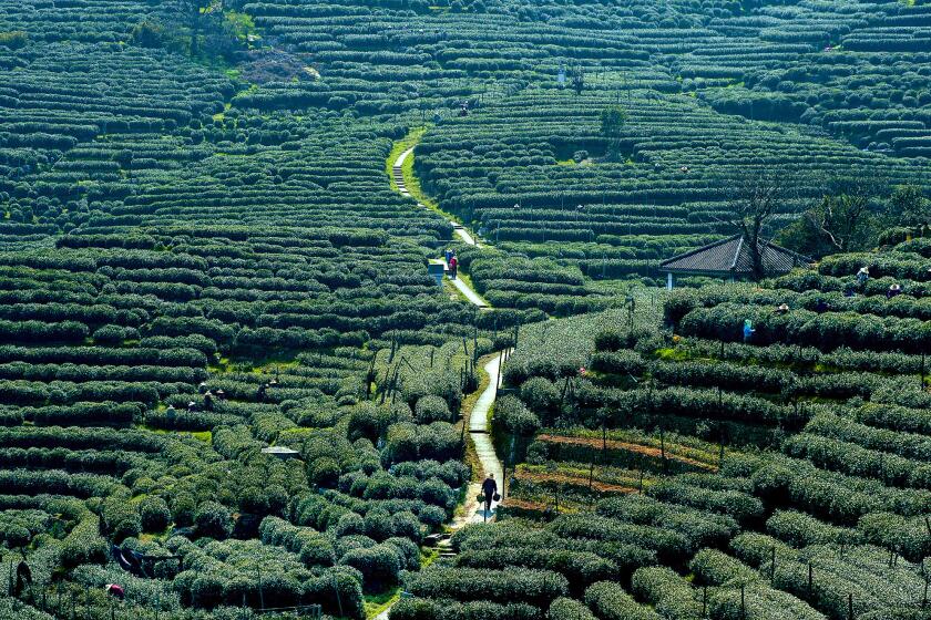 Some of the world's most coveted green tea grows in Hangzhou, China. Longjing, or Dragon Well, tea is a key commodity in Weng Jia Shan, in the mountains outside Hangzhou.