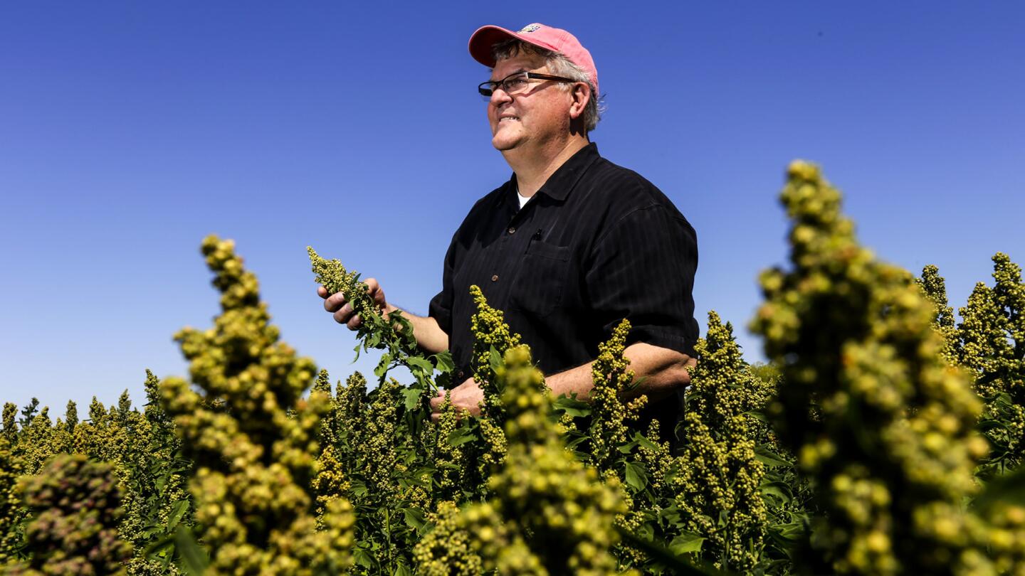 Bryce Lundberg of Lundberg Family Farms stands in lush green quinoa growing at Benson Farms in Brawley, Calif.
