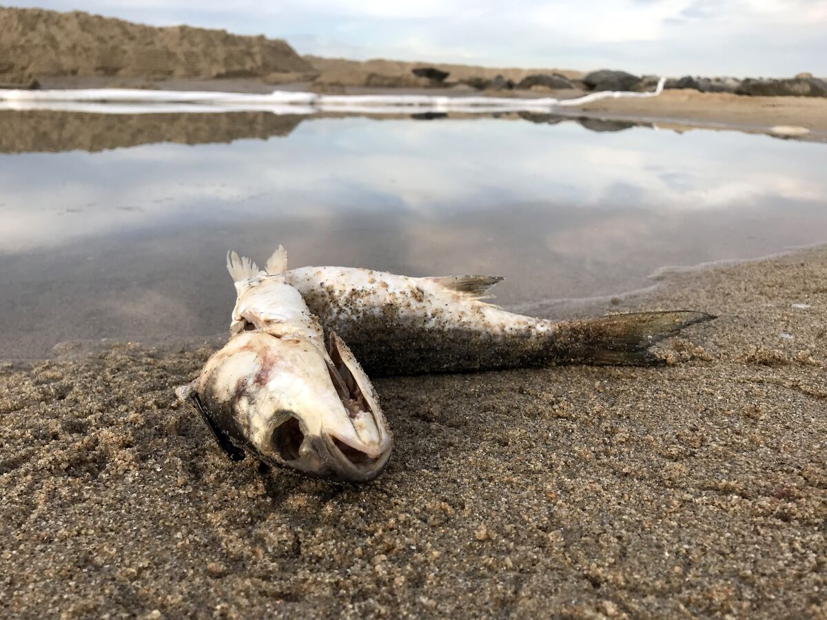 A dead fish at the mouth of the Santa Ana River, where sand berms and oil booms are in place to contain an oil spill. 