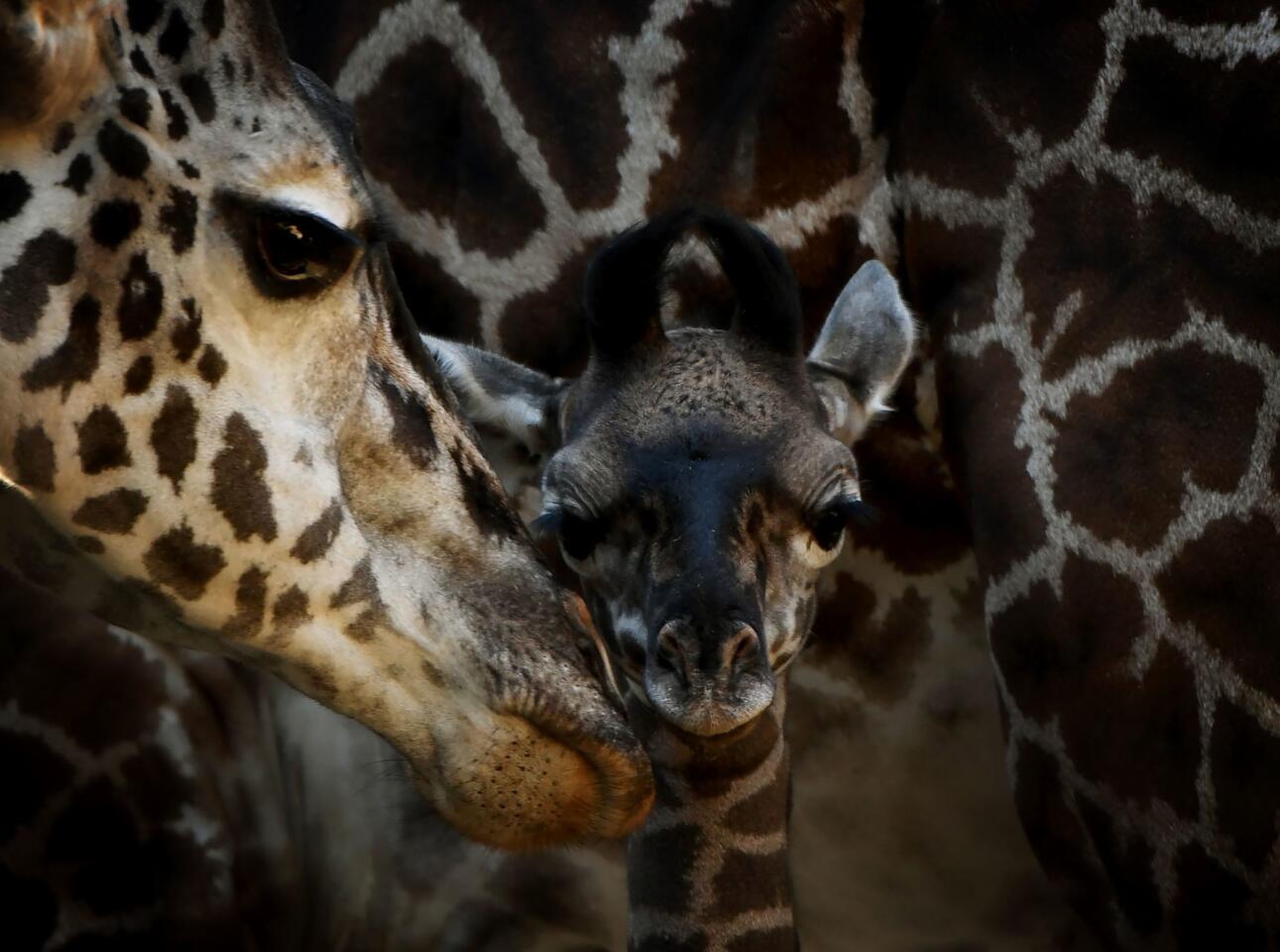 A recently born and unnamed baby female Masai giraffe calf stands with her mother Hasina in its enclosure at the Los Angeles zoo in California on Nov. 22, 2016.