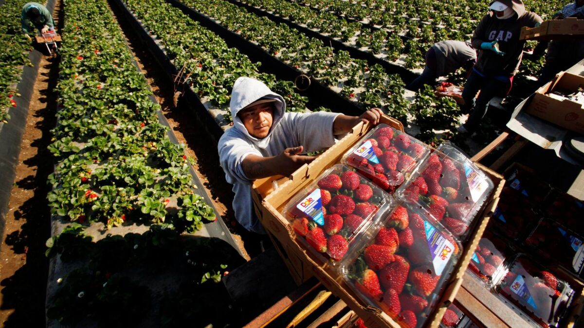 Domingo Suarez carries a box of Dole strawberries in Santa Maria.