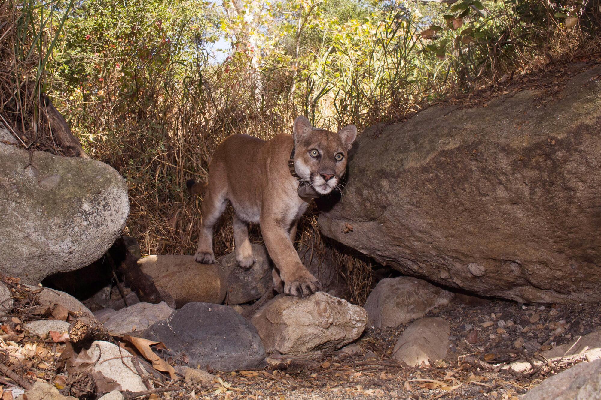 A mountain lion walking over large rocks in a wooded area