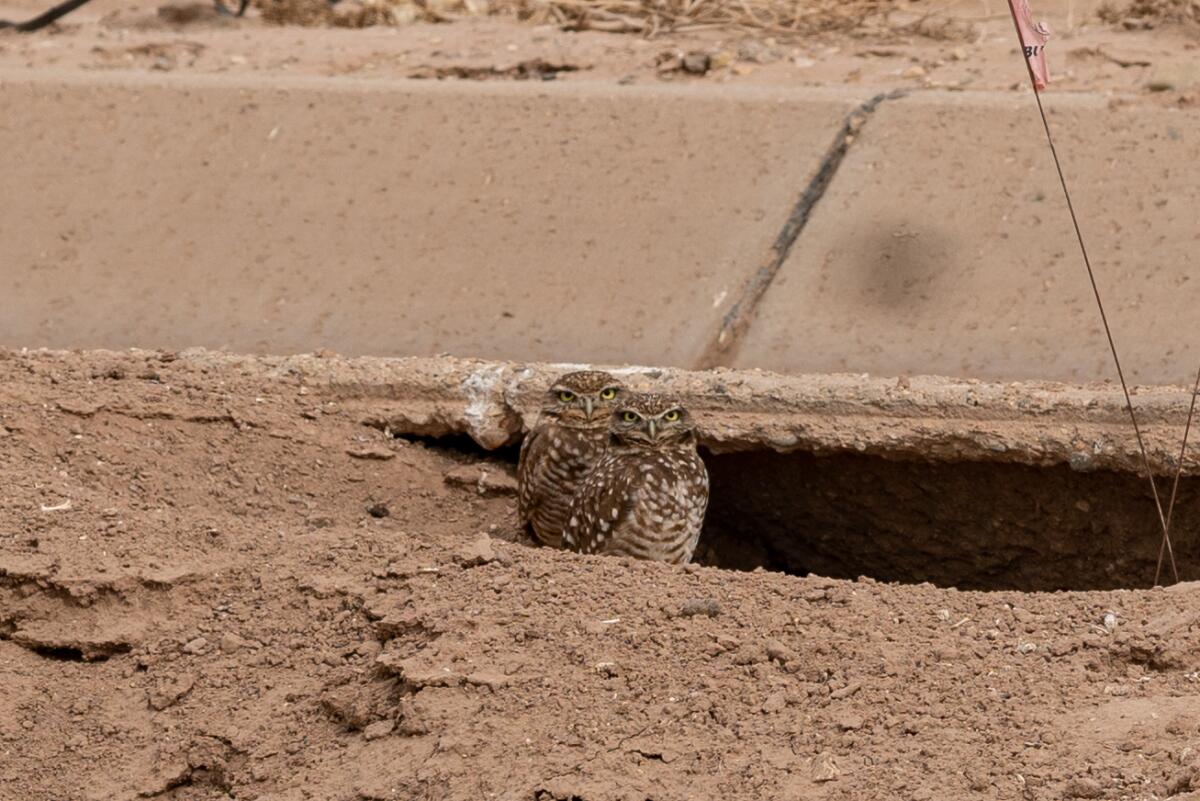 A pair of burrowing owls poke their heads out of a burrow in the Imperial Valley.