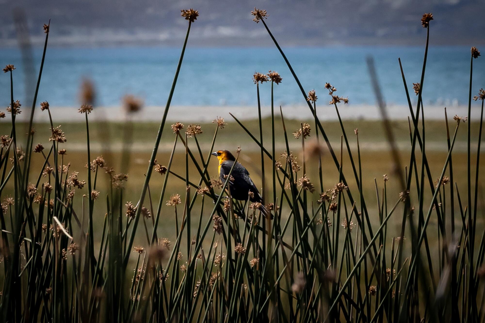 A bird perches in vegetation near Mono Lake.