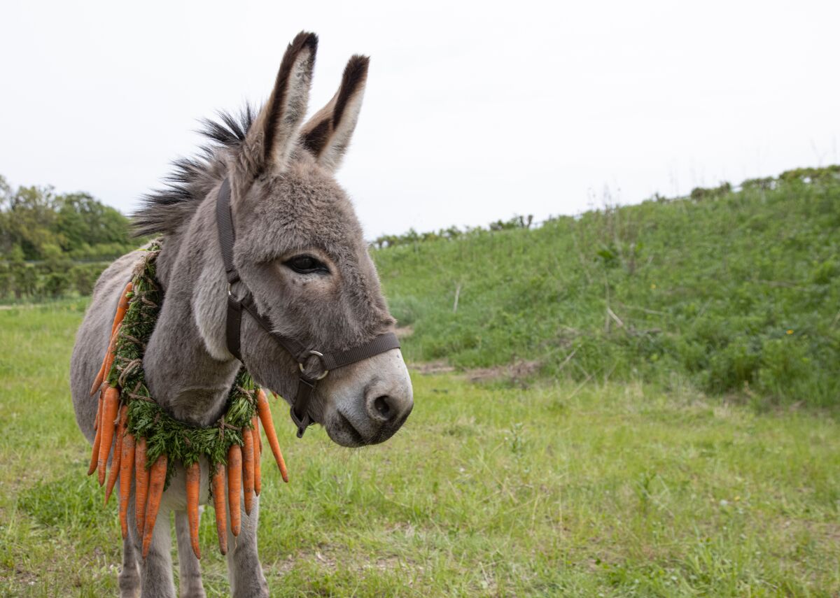 A donkey wears a necklace of carrots in a scene from the movie "EO."
