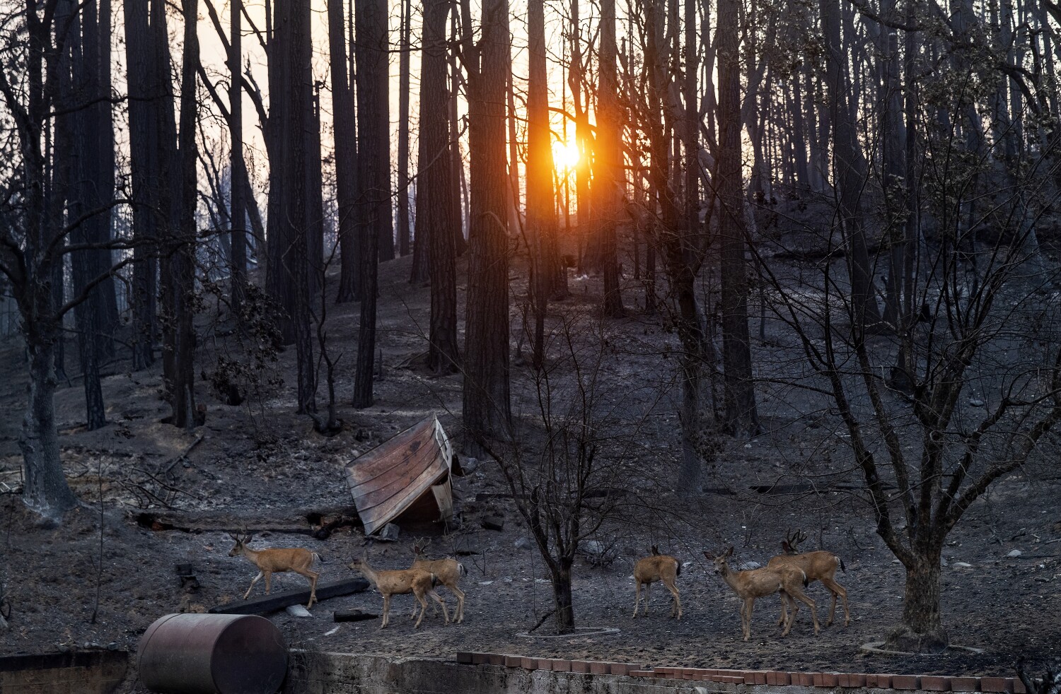 Times photographer documents the devastation of the Dixie fire