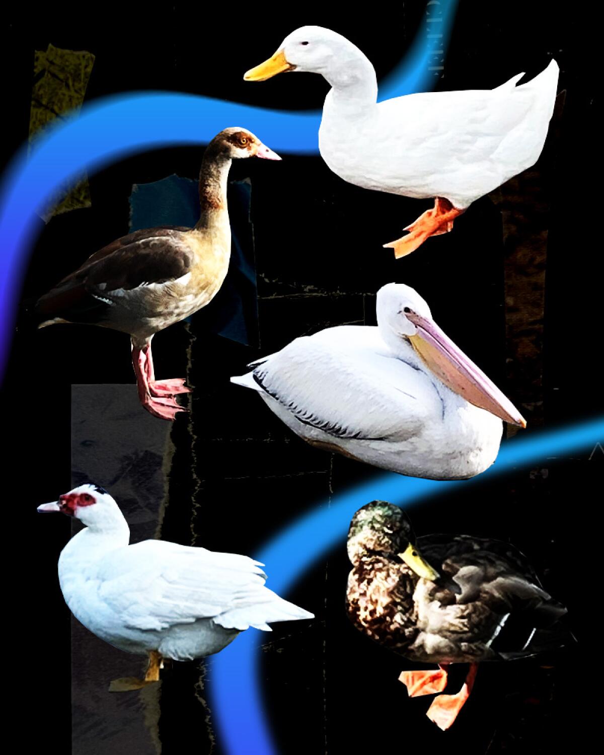 Collage of different types of birds 