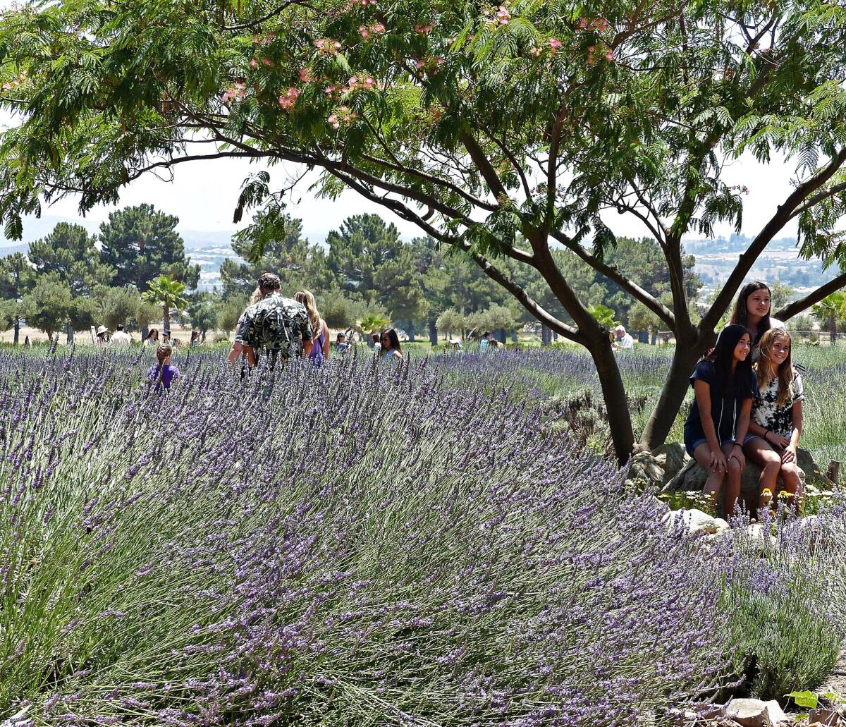 Strolling the grounds and snapping colorful photos are a top draw for attendees at the annual Lavender Festival at Highland Springs Ranch & Inn near Beaumont, Calif.