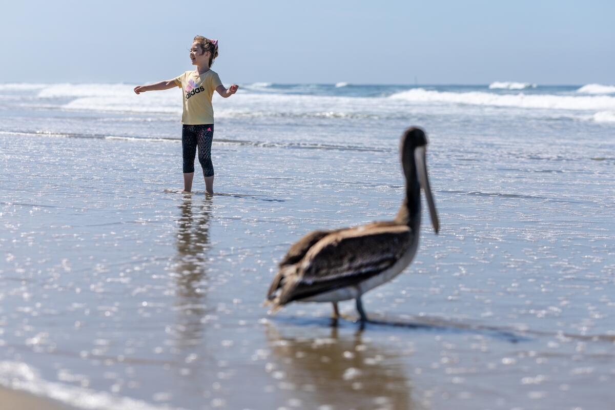 Huntington Beach, CA - July 09: A child mimics taking flight as one of the 13 rehabilitated Brown Pelicans fails to take flight near the pier as they are released back into the wild by The Wetland and Wildlife Care Center release at Huntington Beach City Beach in Huntington Beach Wednesday, July 9, 2025. The birds suffered domoic acid poisoning and were rehabilitated except for two pelicans that had to be brought back to the care center for further rehabilitation. (Allen J. Schaben / Los Angeles Times)