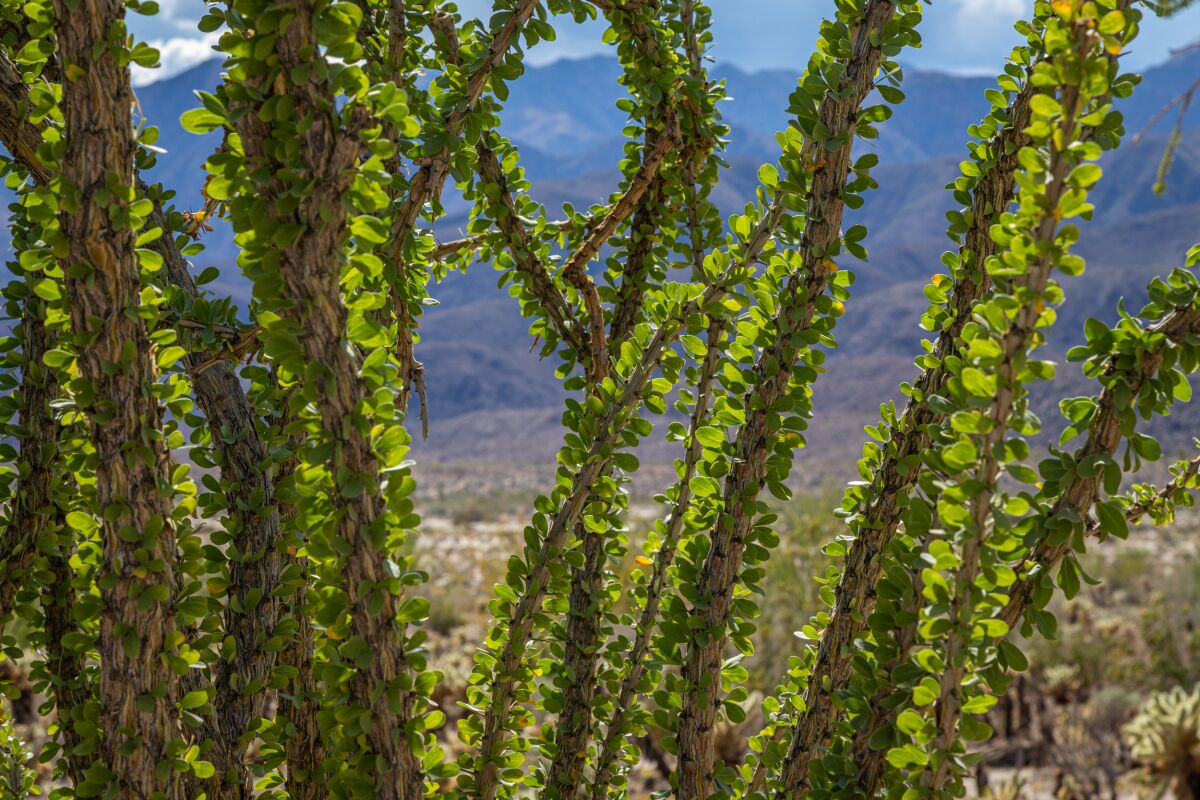 Ocotillo leaves are thick and vibrant green at Anza-Borrego Desert State Park.