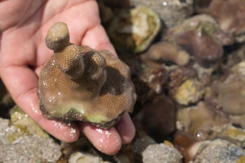 A young fragment of coral harvested from a nursery is shown off the coast of Abu Dhabi, United Arab Emirates, Thursday, May 25, 2023. Restoration efforts are underway in the United Arab Emirates as coral reefs face threats in the Persian Gulf and the Gulf of Oman. (AP Photo/Kamran Jebreili).
