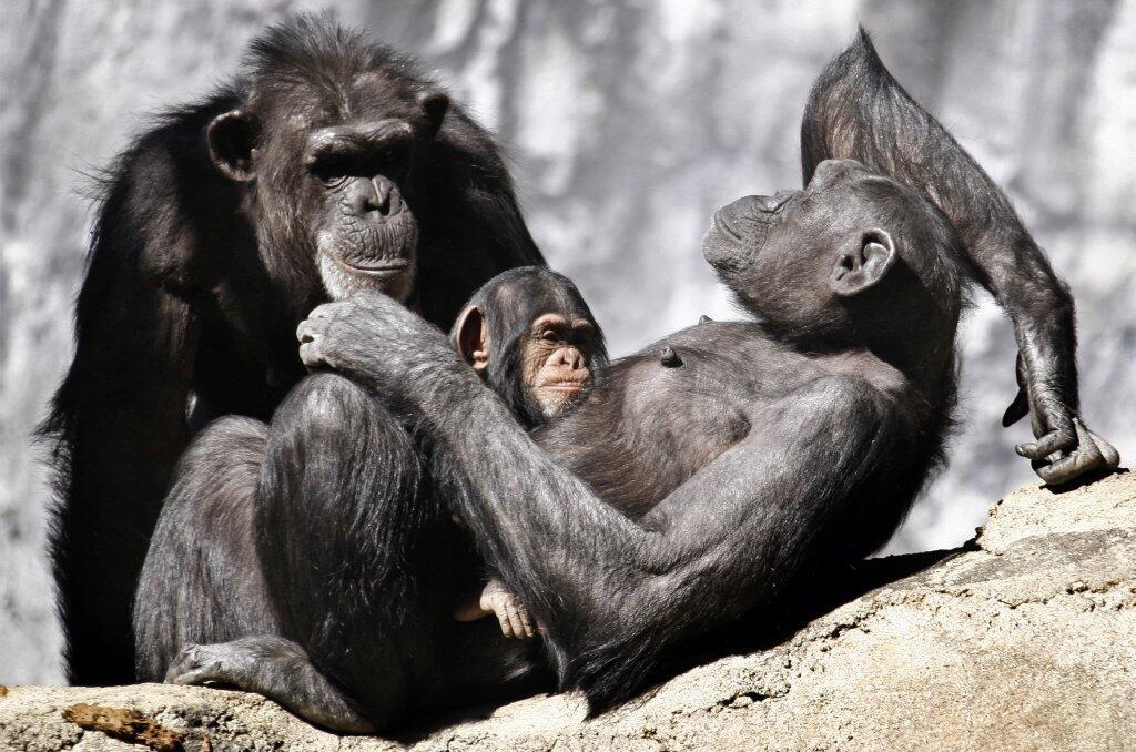 Not only does a male chimpanzee want to have offspring with a female chimp, but he also wants to keep other males from fathering babies with her. So he deposits the equivalent of a post-coital "plug" so females can't become pregnant from subsequent pairings.