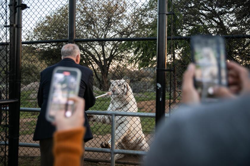 Alpine, CA - April 01: A guest feeds Nola, a white tiger at Lions Tigers and Bears animal sanctuary. The sanctuary is home to more than 60 animals who have been neglected and abused in captivity across the country. (Adriana Heldiz / The San Diego Union-Tribune)