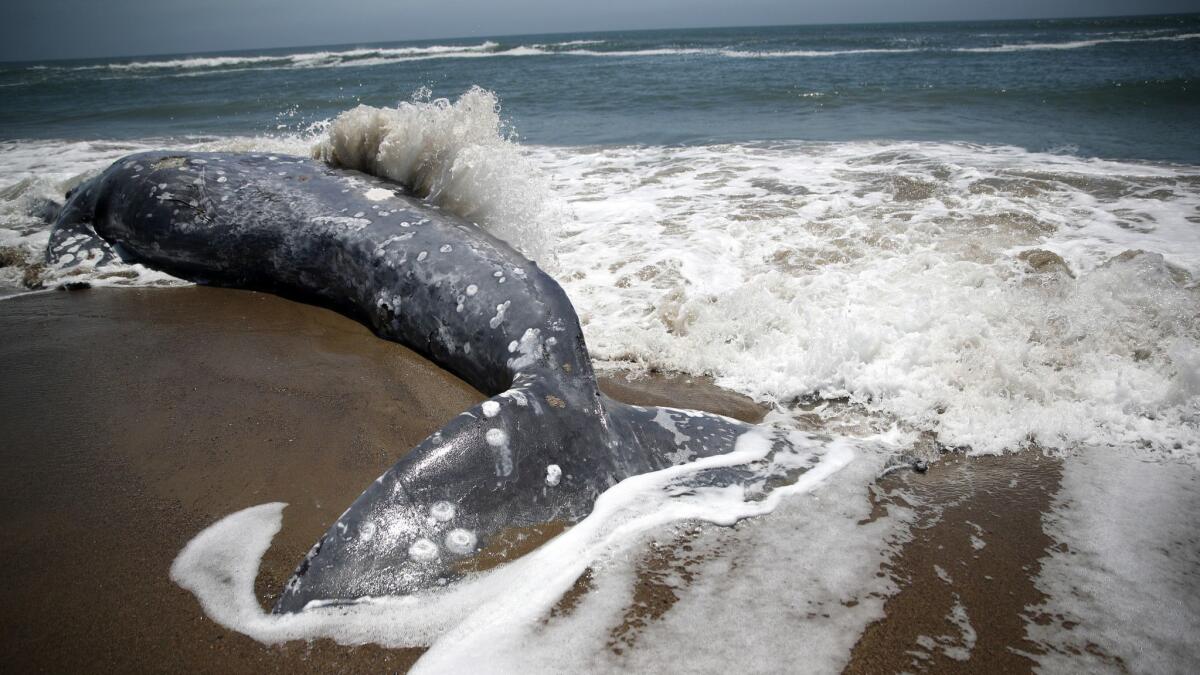 Las olas pasan sobre una ballena gris muerta en la playa de Limantour el 23 de mayo de 2019, en la estación Point Reyes, California. Las ballenas estan desapareciendo de México, pero los requisitos de "permanecer en casa" en California han impedido que los investigadores documenten lo que está sucediendo.
