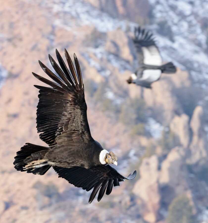 Flight Of The Condor Requires Almost No Flapping Study Says Los Angeles Times
