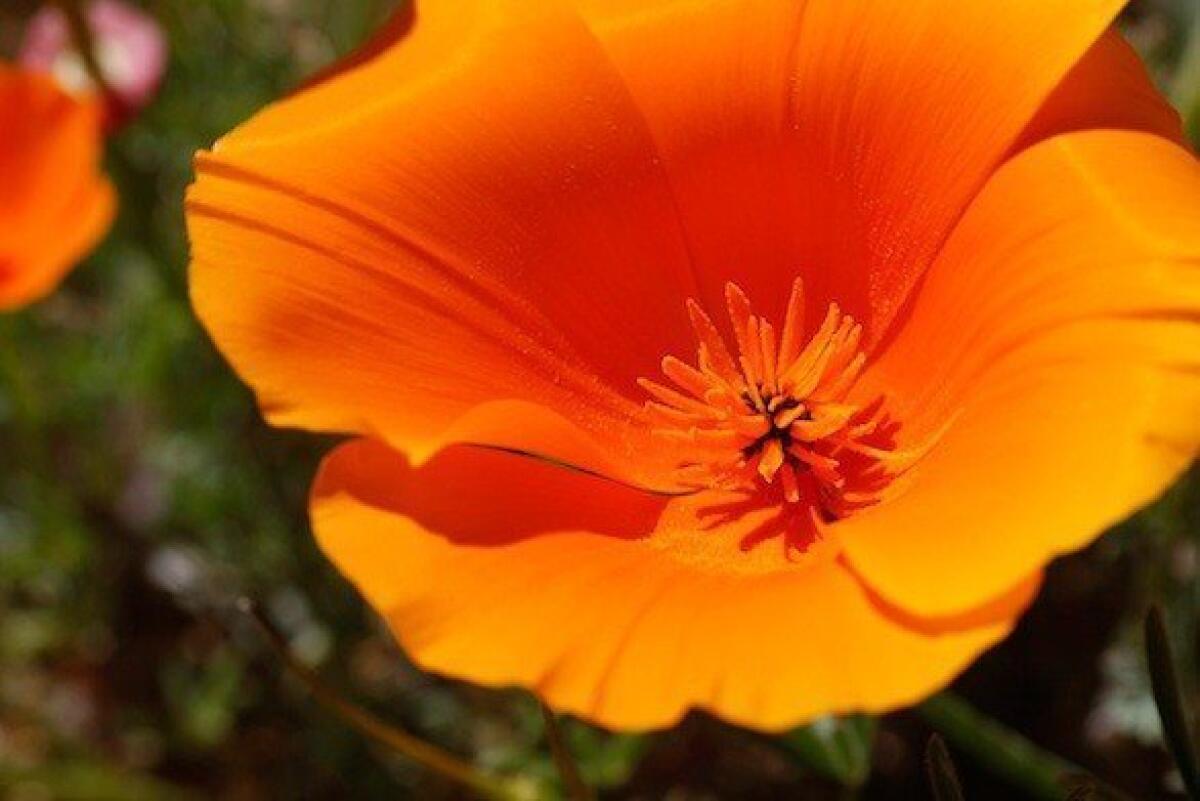 A lack of rain over the winter means a lack of poppies for the California Poppy Festival on April 20 and 21.