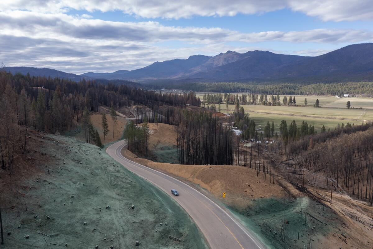 A stand of trees and charred hillside with a road.